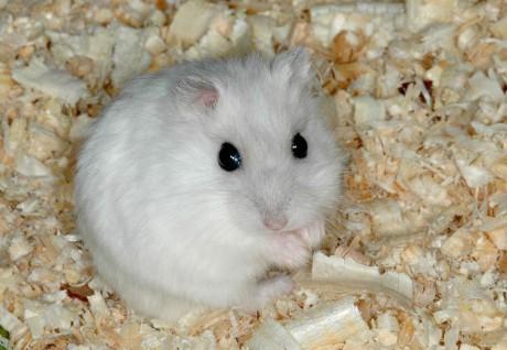 krecik-dzungarsky--bili-